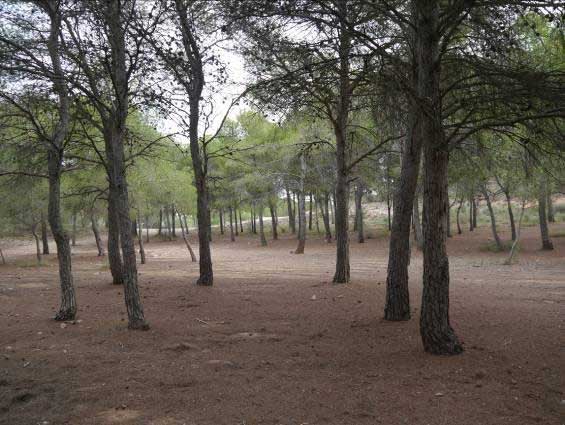 Crestadelgallo1