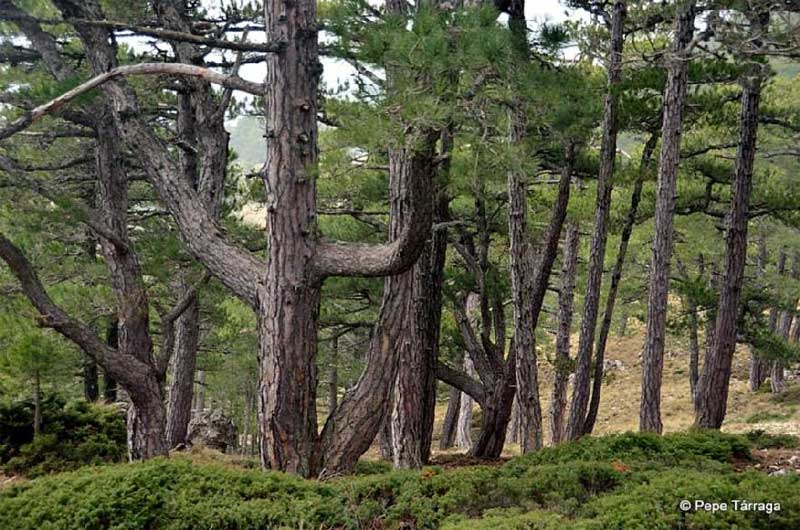 SierraSeca3
