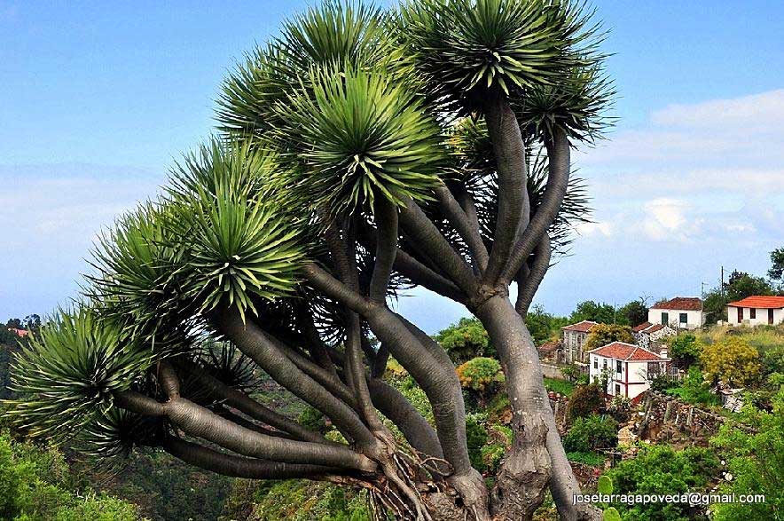 Tenerife7