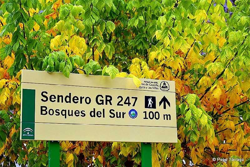 TravesiaBosquesSegura4