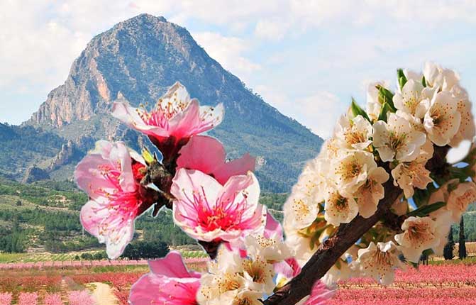 Cieza