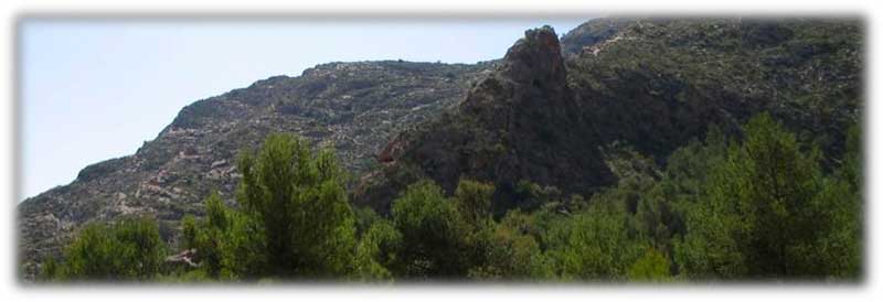 Callosa1