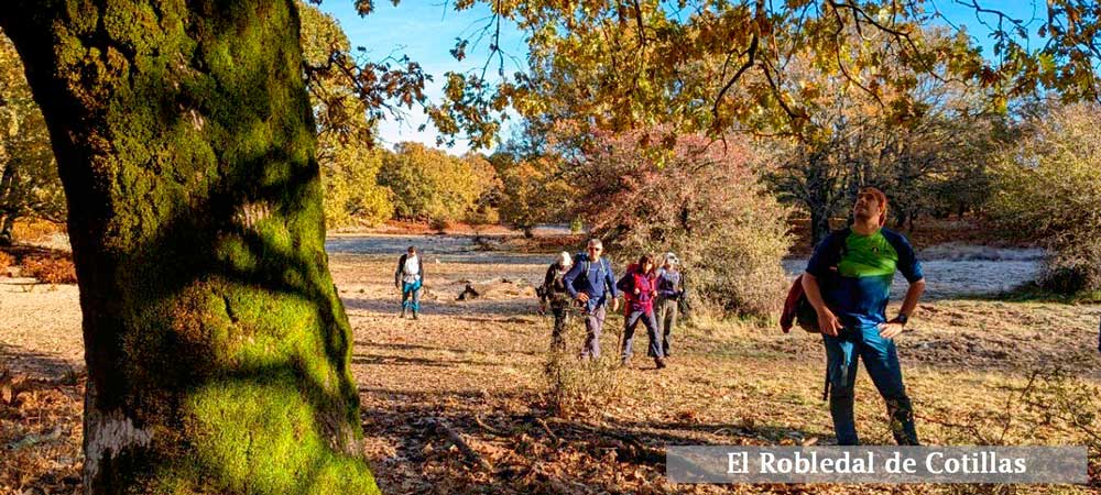 Robledal-de-Cotillas Robledal-de-Cotillas